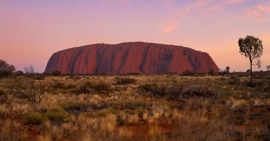 Der Uluru glüht tiefrot unter einem rosa Abendhimmel, davor Spinifex und eine einzelne Wüsteneiche